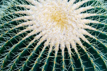 Textured surface of a cactus close-up