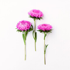 Bright cute bouquet of asters isolated on white background