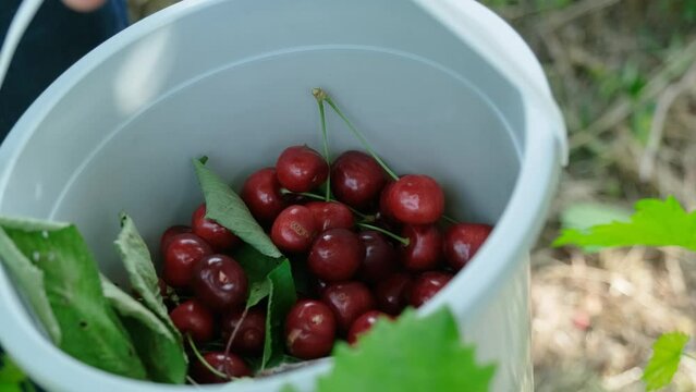 Beautiful red cherries on the cherry tree