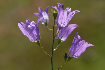 Campanula is the type genus of the Campanulaceae family of flowering plants. Campanula are commonly known as bellflowers and take both their common and scientific names from the bell-shaped flowers