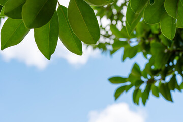 Fototapeta na wymiar 木の葉の向こうに見える青空と雲