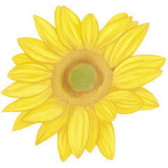 sunflower isolated