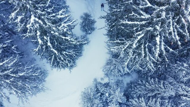 Flying drone aerial 4K footage of a snow covered spruce trees with a ski track with moving lonely skier and snowboarder. Snowflakes falling on the Tatra mountain forest. Active people concept video.