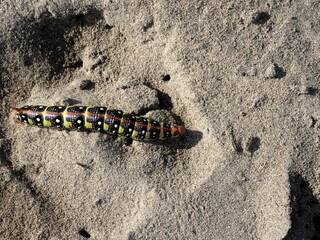 Colorful large butterfly caterpillar. Albania