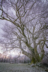 Magnifique arbre (Hêtre multi centenaire) Le Colosse de la Montagne Noire - Tarn - Occitanie