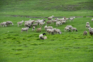 Obraz premium The sheep of the grasslands