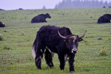Cattle in the green grass