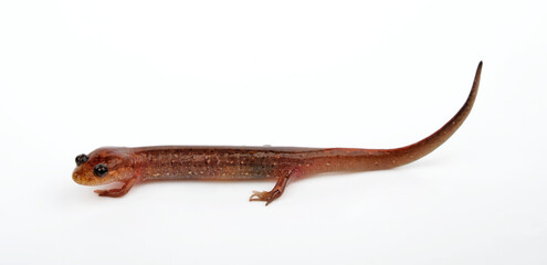Lungless salamander: Dusky salamander or Northern dusky salamander // Brauner Bachsalamander (Desmognathus fuscus)
