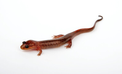 Lungless salamander: Dusky salamander or Northern dusky salamander // Brauner Bachsalamander...