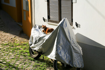 Orange and white Cat resting on motorcycle in Portugal