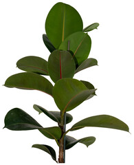green leaves of Gummibaum / Ficus Elastica - Robusta plant bush isolated on transparent background,...
