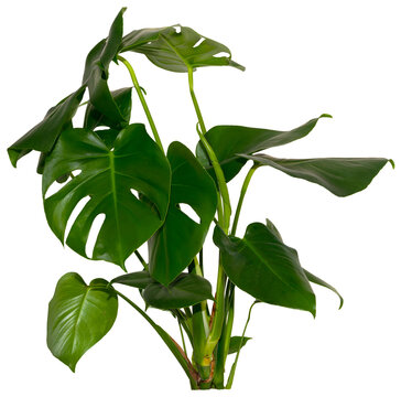 green leaves of Monstera deliciosa / Alocasia Wentii / Strelitzia Nicolai plant isolated on transparent background, png, image compositing footage, alpha channel, forest, nature, jungle, tropical