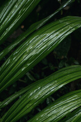 Green leaves. Tropical and exotic vibe. Power of nature.	