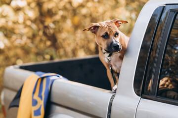 A dog is sitting on a pickup truck, the Ukrainian flag is in the background - obrazy, fototapety, plakaty