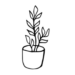 Botanical illustration of home plant zamioculcas zamiifolia in a pot. Hand drawn plant branch in doodle style. Can be used for wedding invitations, print