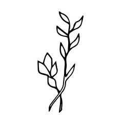 Botanical illustration of home plant zamioculcas zamiifolia. Hand drawn plant branch in doodle style. Can be used for wedding invitations, print