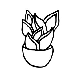 Botanical illustration of house plant Snake Plant in a pot. Hand drawn plant branch in doodle style. Can be used for wedding invitations, print, paper package, design