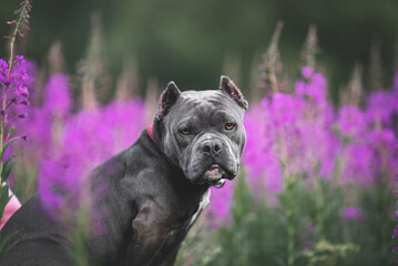 Dog bull terrier playing at green grass