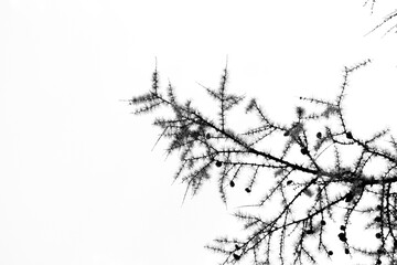 trees branches