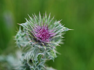 Field wee in full bloom