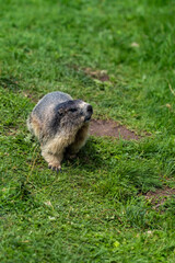 prairie dog in the grass