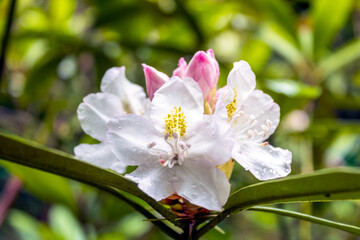 Obraz na płótnie Canvas A blooming white rhododendron flower 