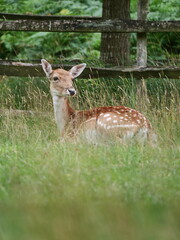 Naklejka na ściany i meble Wild deer in Bradgate Park UK