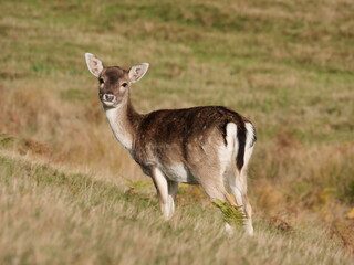 Wild deer in Bradgate Park UK