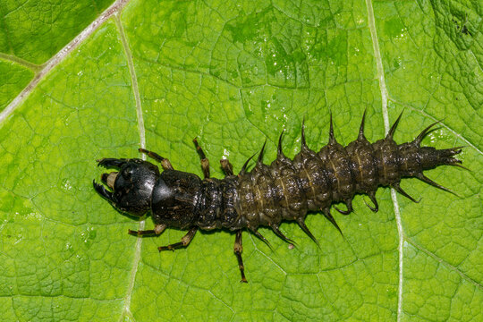 Eastern Dobsonfly Hellgrammite - Corydalus cornutus