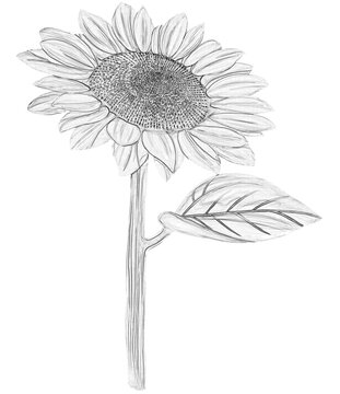 hand drawn sunflower