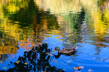 ducks in the water with autumn reflection