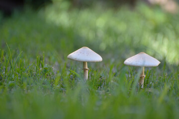 FUNGI, HONGOS, SETAS