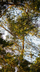 Obraz premium Abstraktes Baumfoto während eines Sonnenuntergangs