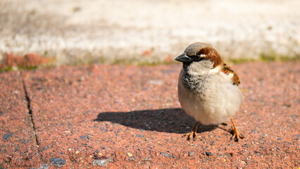 Vogel im Park am Hafen in Hamburg