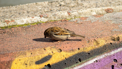 Vogel im Park am Hafen in Hamburg