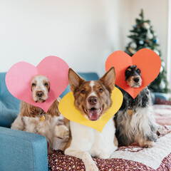 English cocker spaniels dogs celebrate valentine's day