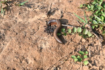 Millipede in rainy season. Big red Millipedes. It is a spiral insect. It has many legs. These are...