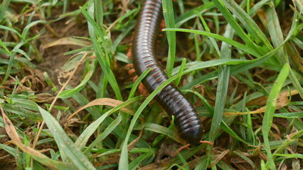 Millipede in rainy season. Big red Millipedes. It is a spiral insect. It has many legs. These are known scientifically as the class Diplopoda. A rainy insects. 