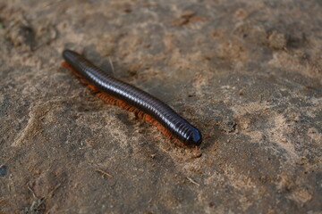 Millipede in rainy season. Big red Millipedes. It is a spiral insect. It has many legs. These are known scientifically as the class Diplopoda. A rainy insects. 
