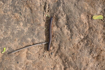 Millipede in rainy season. Big red Millipedes. It is a spiral insect. It has many legs. These are...
