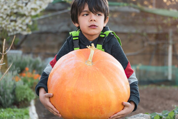 Boy harvesting a big heavy pumpkin on the orchard