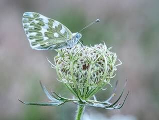 Eastern Bath white (butterfly) on the flower