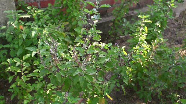 Holy Tulsi or Basil Plants in house garder. 