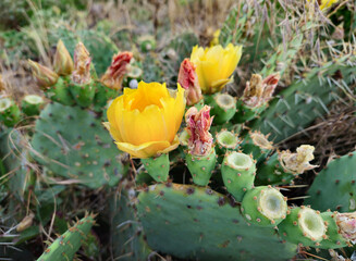 Blooming cactus with bright yellow flowers and sharp spines