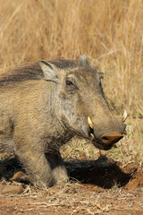 Warthog in the Pilanesberg National Park