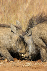 Warthog in the Pilanesberg National Park