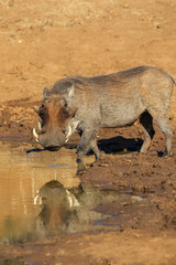 Warthog at the waterhole, Pilanesberg National Park