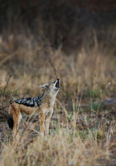 Black-backed Jackal howling at dusk, Pilanesberg National Park