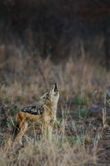 Black-backed Jackal howling at dusk, Pilanesberg National Park