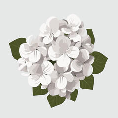 Hydrangea vector flat minimalistic isolated illustration